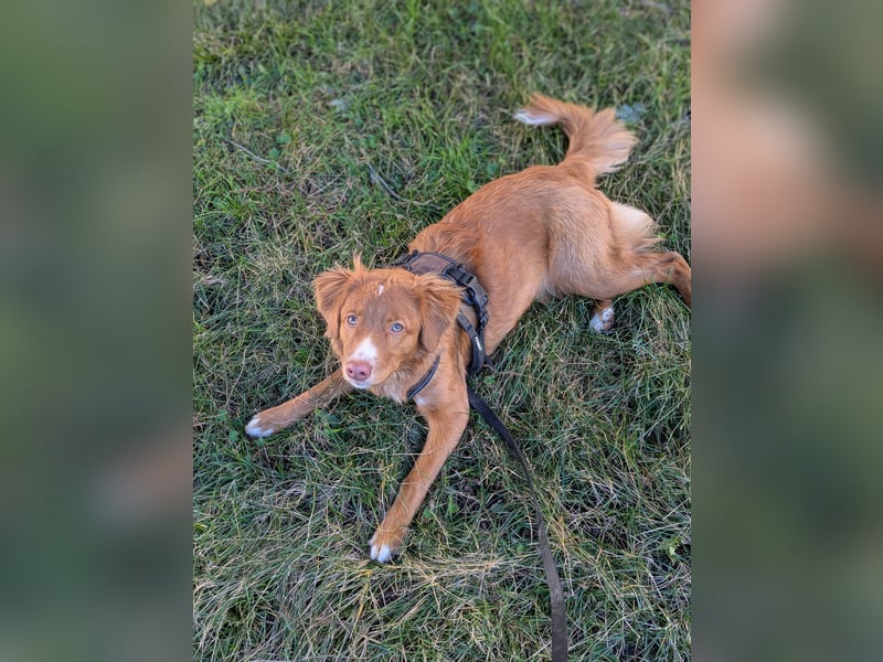 Suchen Hundesharing Partner für unsere einjährige Nova scotia Hündin