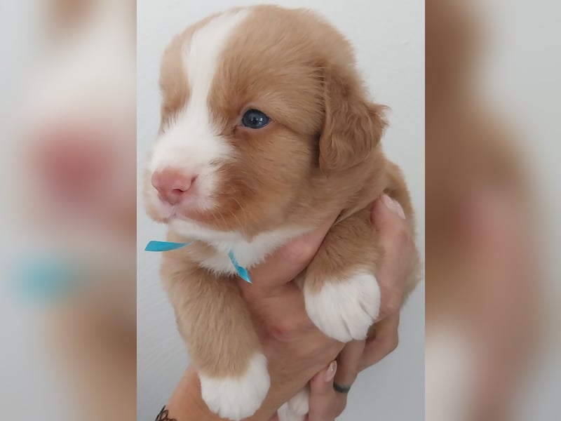 Welpen Nova Scotia Duck Tolling Retriever