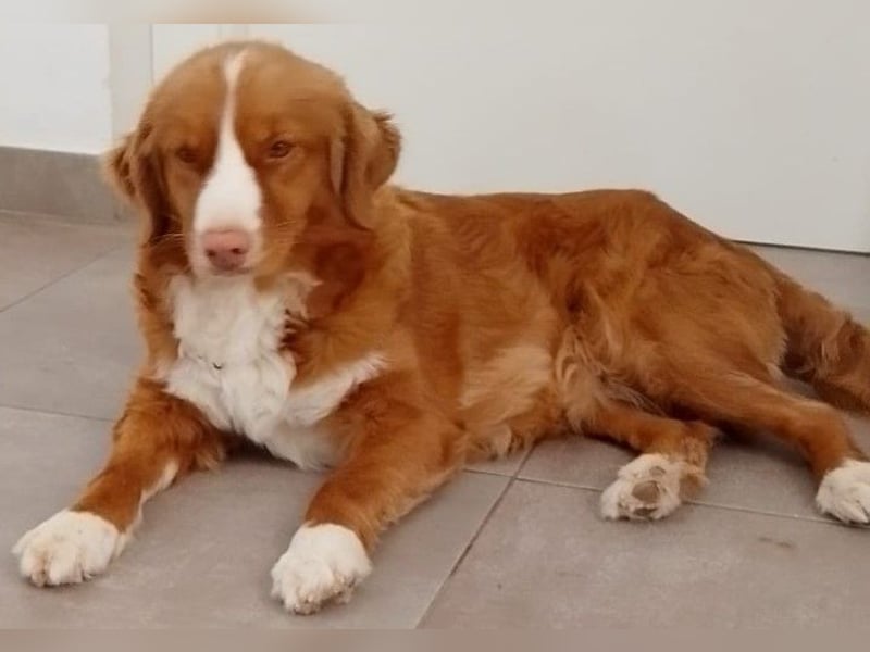 Welpen Nova Scotia Duck Tolling Retriever