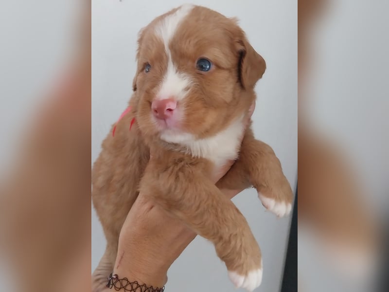 Welpen Nova Scotia Duck Tolling Retriever