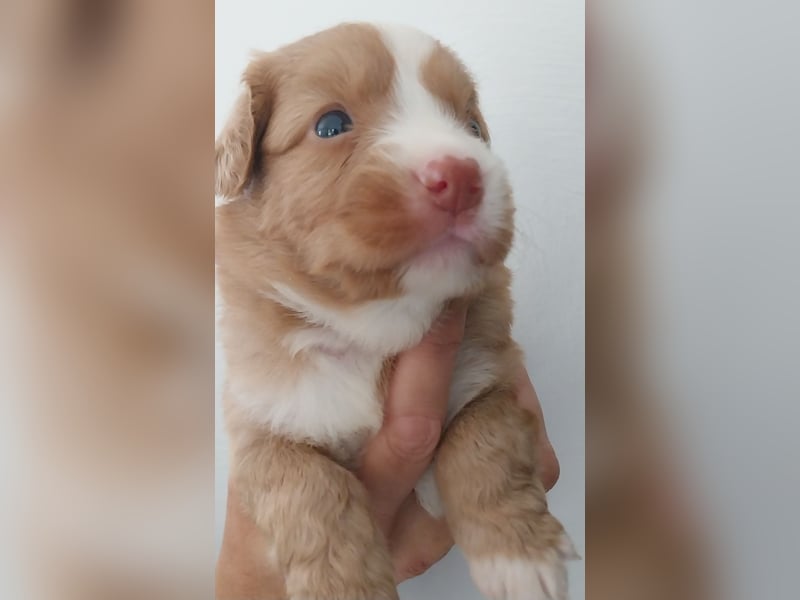 Welpen Nova Scotia Duck Tolling Retriever