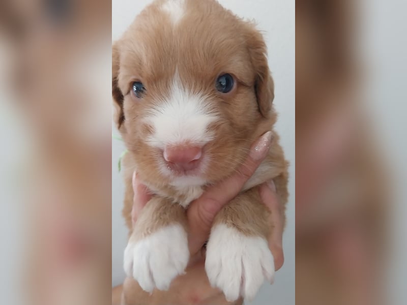 Welpen Nova Scotia Duck Tolling Retriever