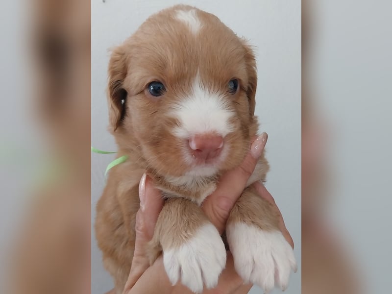 Welpen Nova Scotia Duck Tolling Retriever