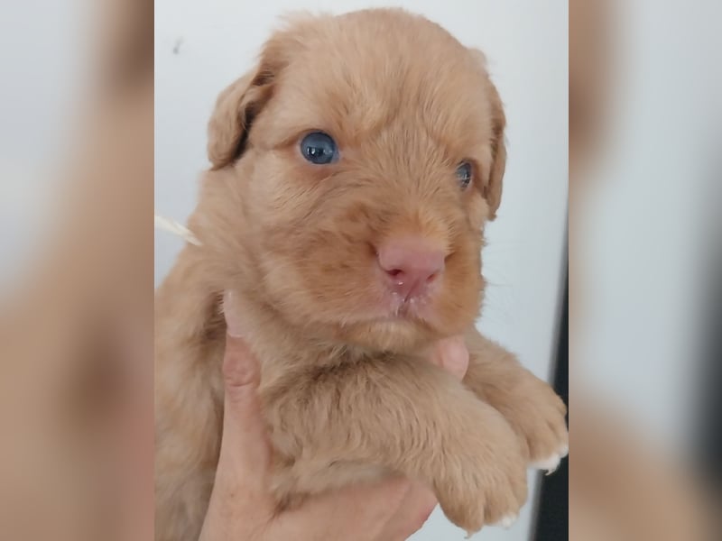 Welpen Nova Scotia Duck Tolling Retriever