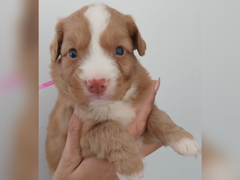 Welpen Nova Scotia Duck Tolling Retriever