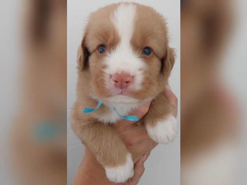 Welpen Nova Scotia Duck Tolling Retriever