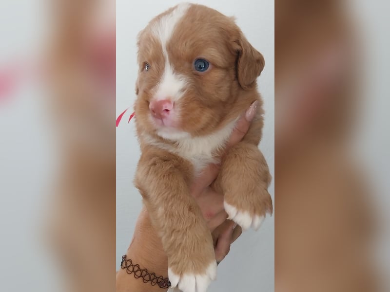 Welpen Nova Scotia Duck Tolling Retriever