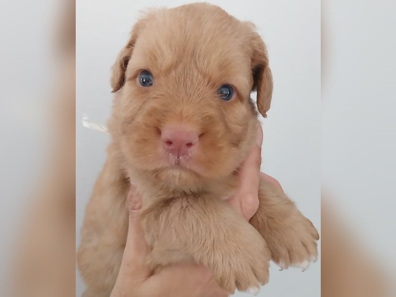 Welpen Nova Scotia Duck Tolling Retriever