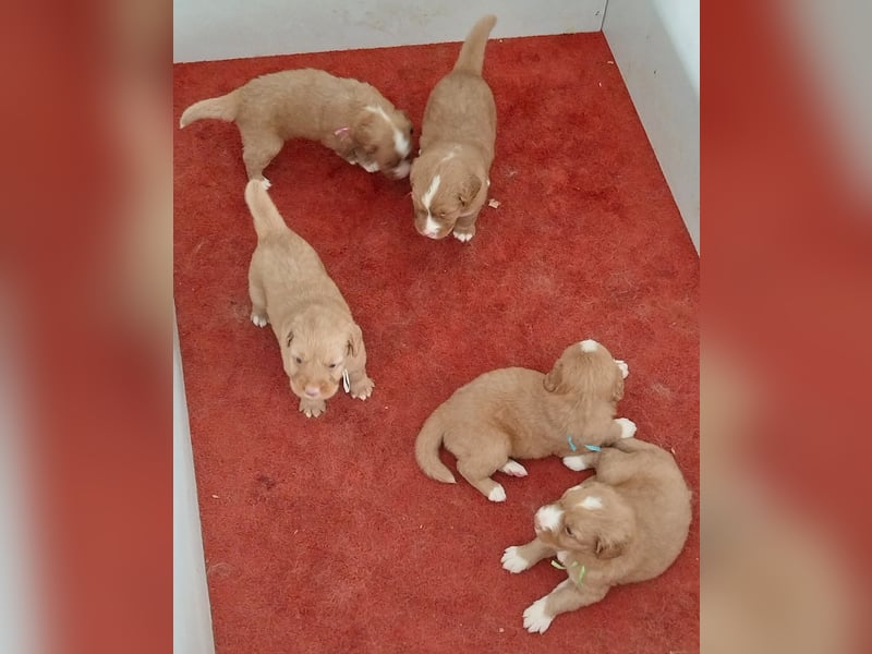 Welpen Nova Scotia Duck Tolling Retriever