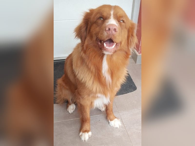 Welpen Nova Scotia Duck Tolling Retriever