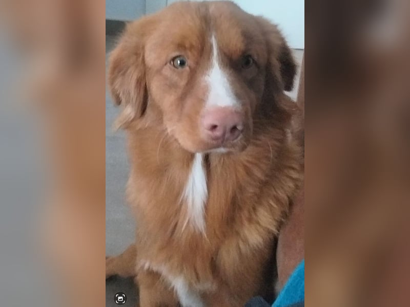 Welpen Nova Scotia Duck Tolling Retriever