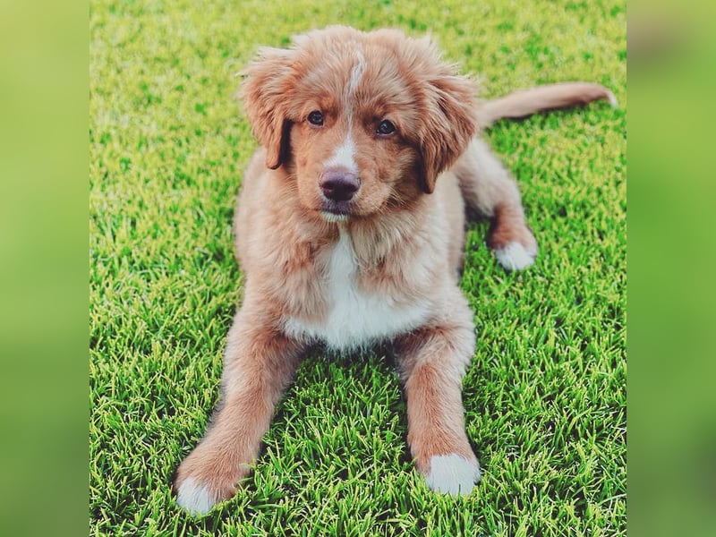 Wir erwarten bildhübsche Nova Scottia Duck Tolling Retriever