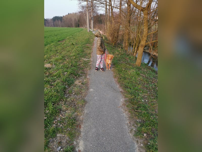 Wir erwarten bildhübsche Nova Scottia Duck Tolling Retriever