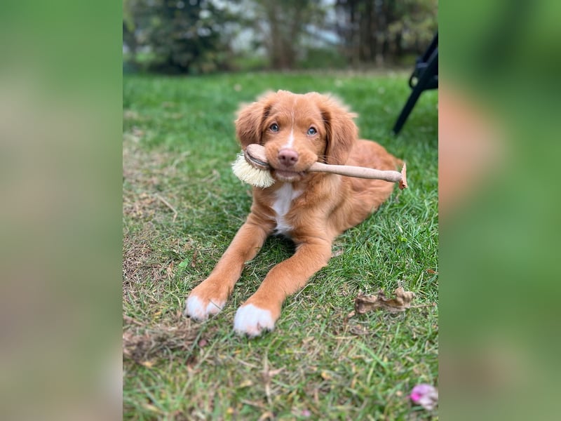 Nova scotia Duck Tolling Retriever Welpen - Einzigartige Wegbegleiter suchen ihr Für-immer-Zuhause