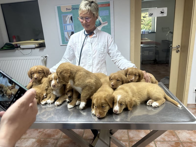 Nova scotia Duck Tolling Retriever Welpen - Einzigartige Wegbegleiter suchen ihr Für-immer-Zuhause