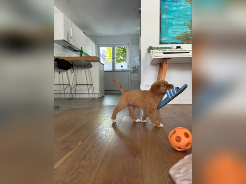 Nova scotia Duck Tolling Retriever Welpen - Einzigartige Wegbegleiter suchen ihr Für-immer-Zuhause