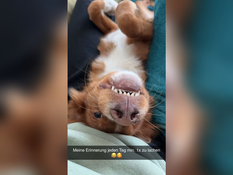 Nova scotia Duck Tolling Retriever Welpen - Einzigartige Wegbegleiter suchen ihr Für-immer-Zuhause