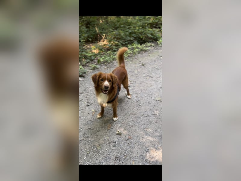 Nova scotia Duck Tolling Retriever Welpen - Einzigartige Wegbegleiter suchen ihr Für-immer-Zuhause