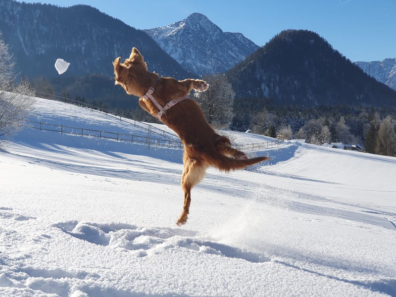 Nova scotia Duck Tolling Retriever Welpen - Einzigartige Wegbegleiter suchen ihr Für-immer-Zuhause