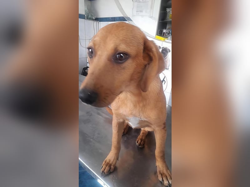 SHARAI - gerettet von der Straße nahe Slatina