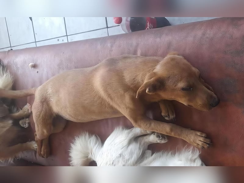 SHARAI - gerettet von der Straße nahe Slatina