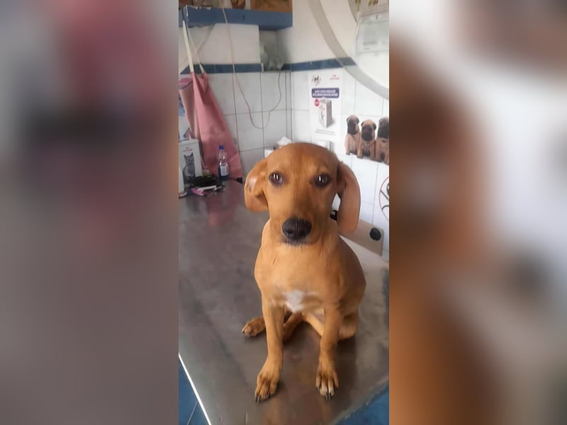 SHARAI - gerettet von der Straße nahe Slatina