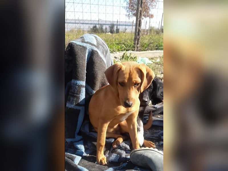 SHARAI - gerettet von der Straße nahe Slatina