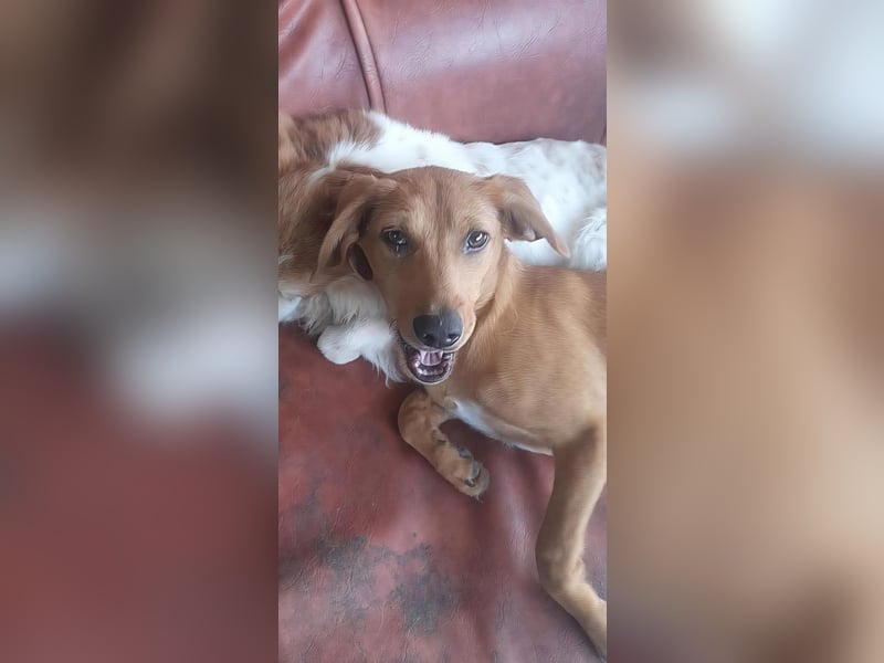 SHARAI - gerettet von der Straße nahe Slatina