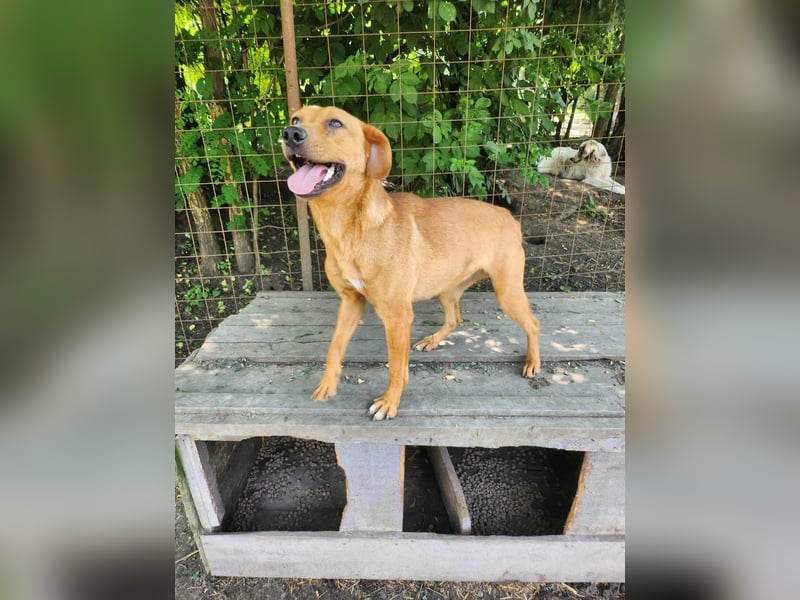 SHARAI - gerettet von der Straße nahe Slatina