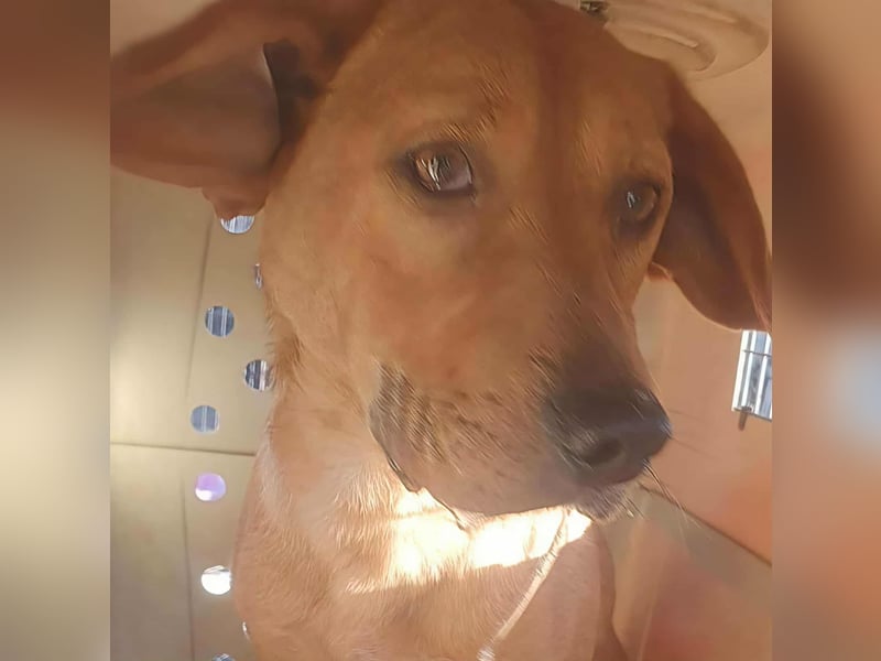 SHARAI - gerettet von der Straße nahe Slatina