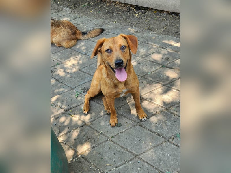 SHARAI - gerettet von der Straße nahe Slatina