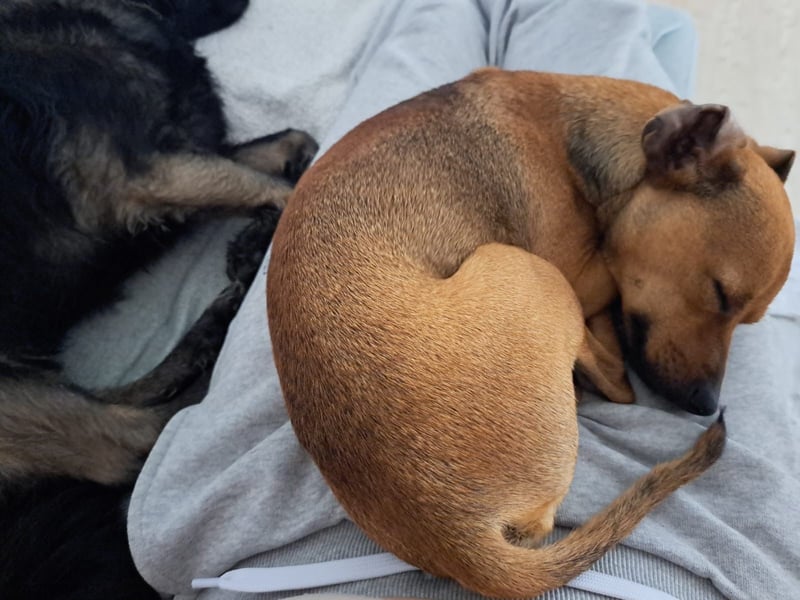 Kino, katzenverträglich und sozial