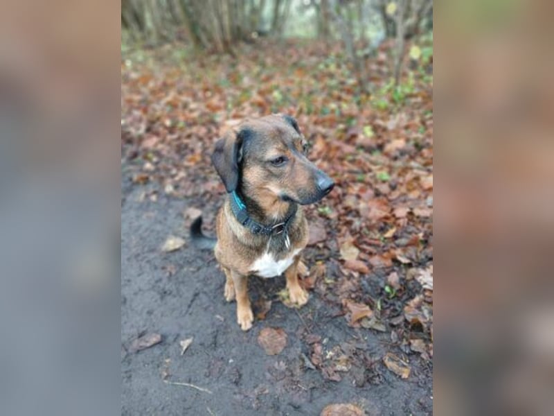 Bennie-VH, unsicherer Mantrailer sucht neues Glück!