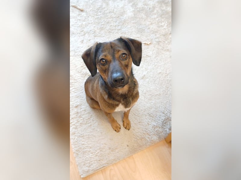Bennie-VH, unsicherer Mantrailer sucht neues Glück!