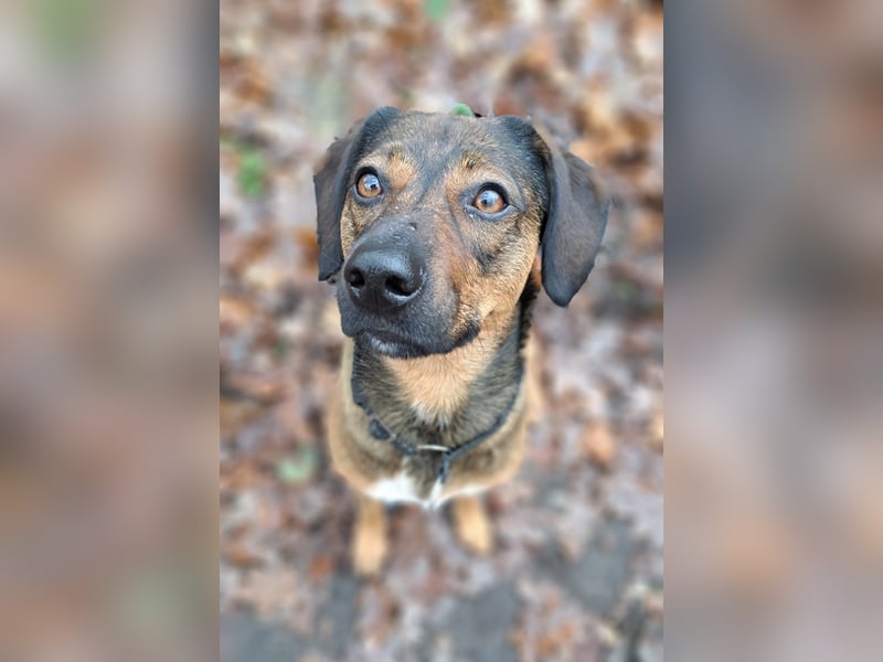 Bennie-VH, unsicherer Mantrailer sucht neues Glück!