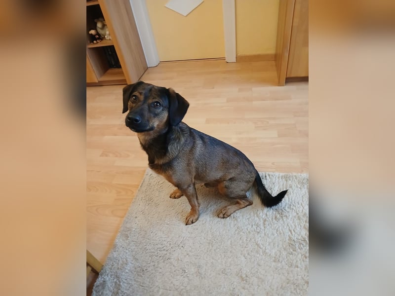 Bennie-VH, unsicherer Mantrailer sucht neues Glück!