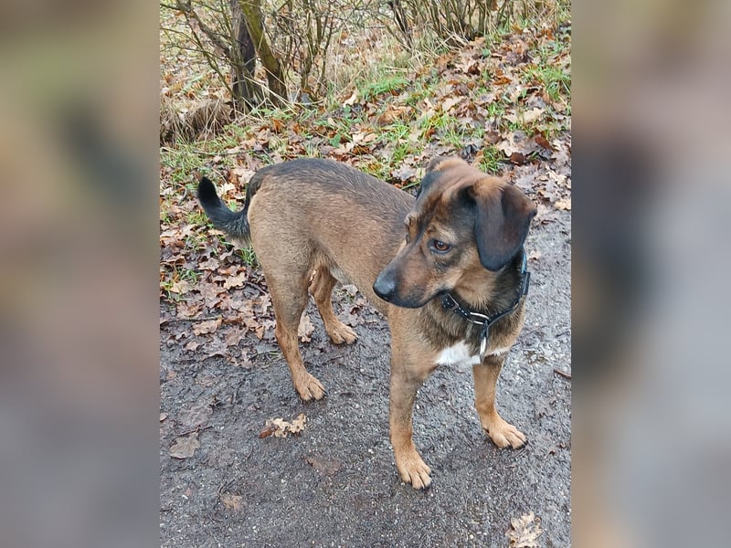 Bennie-VH, unsicherer Mantrailer sucht neues Glück!