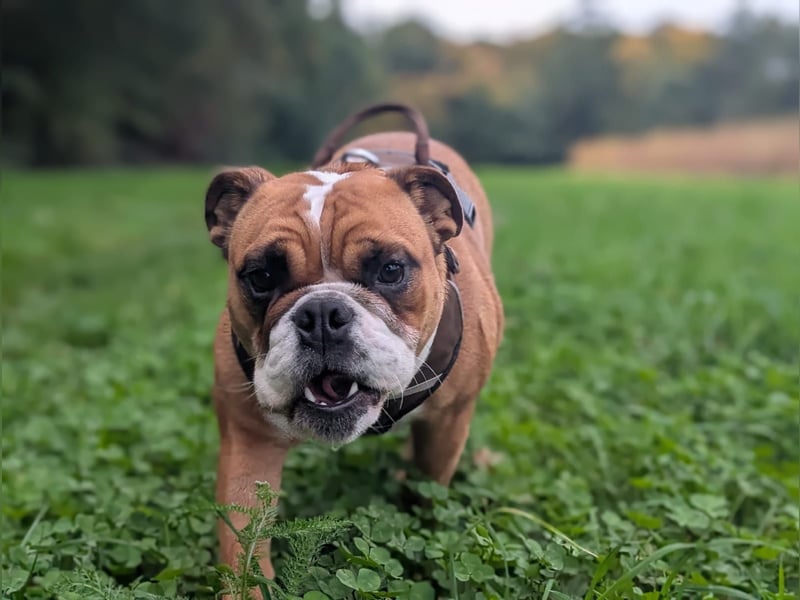 Betty sucht tolles zu Hause