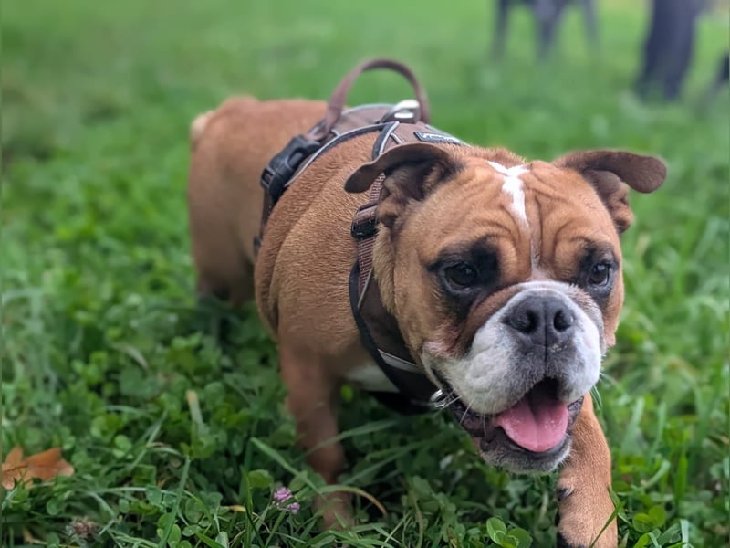 Betty sucht tolles zu Hause