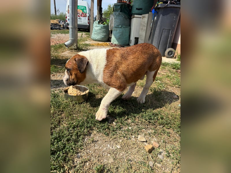 Orlando, gemütlicher Englische Bulldogge geb. 2025