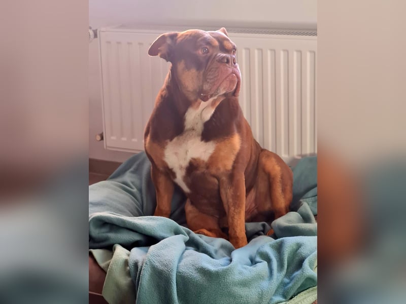 Deckrüde Old English Bulldogge
