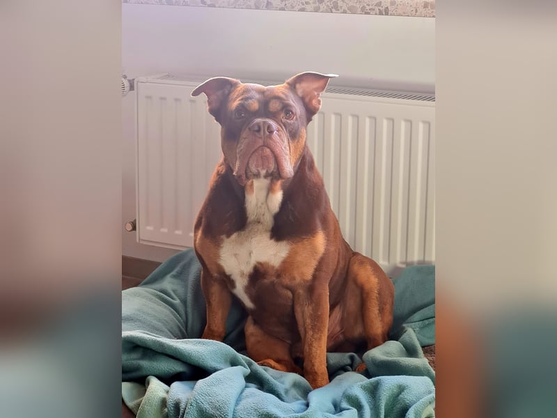 Deckrüde Old English Bulldogge
