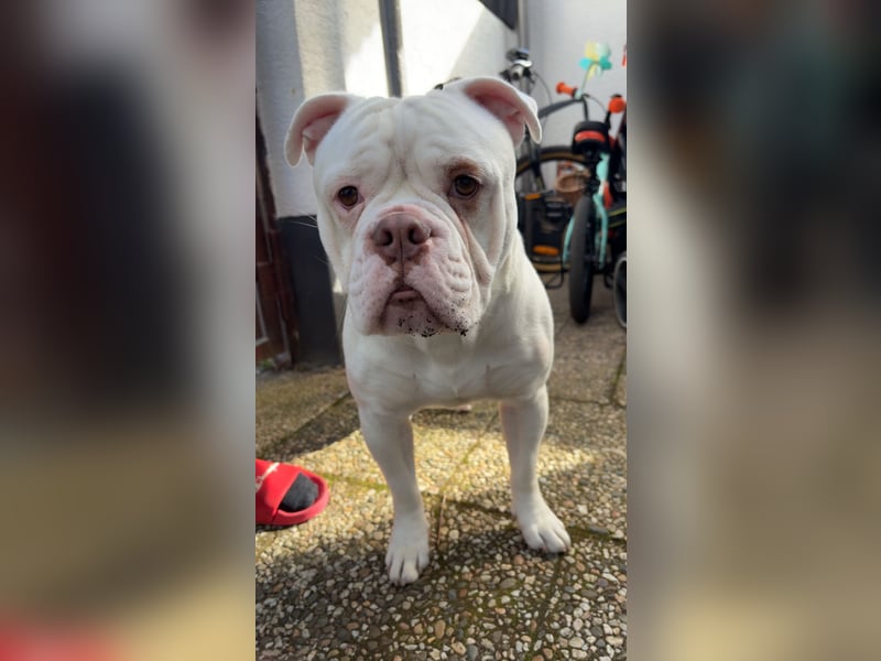 Old englisch Bulldog zu verschenken