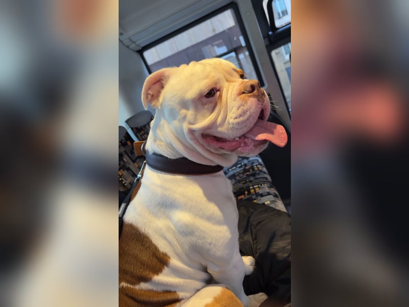 Old englisch Bulldog zu verschenken