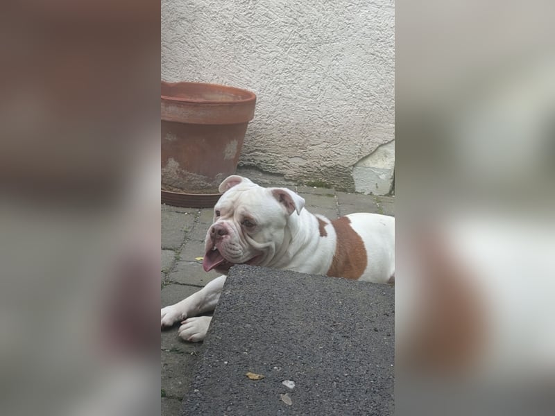Old englisch Bulldog zu verschenken