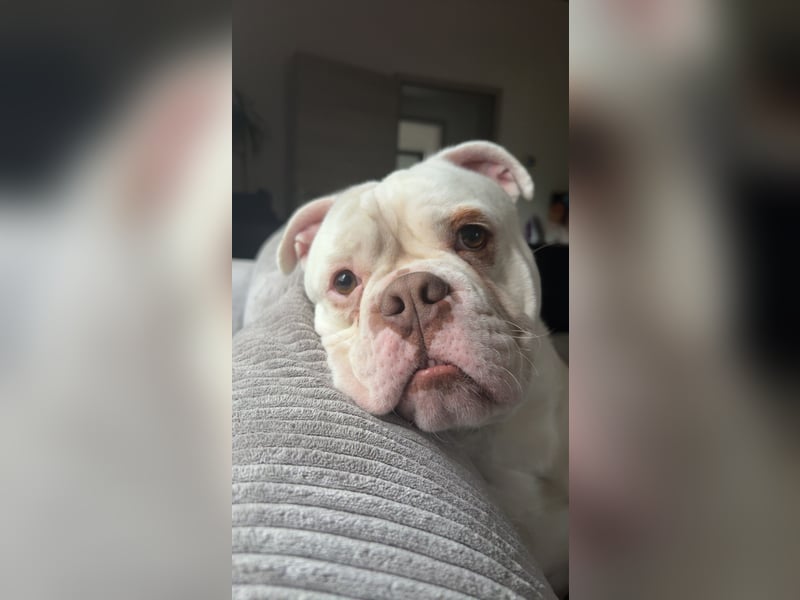 Old englisch Bulldog zu verschenken