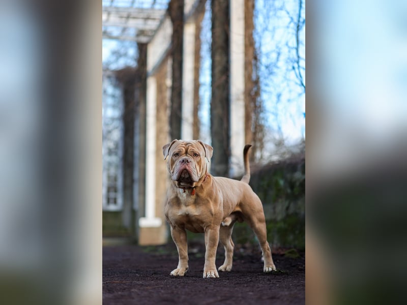 Old English Bulldog Deckrüde