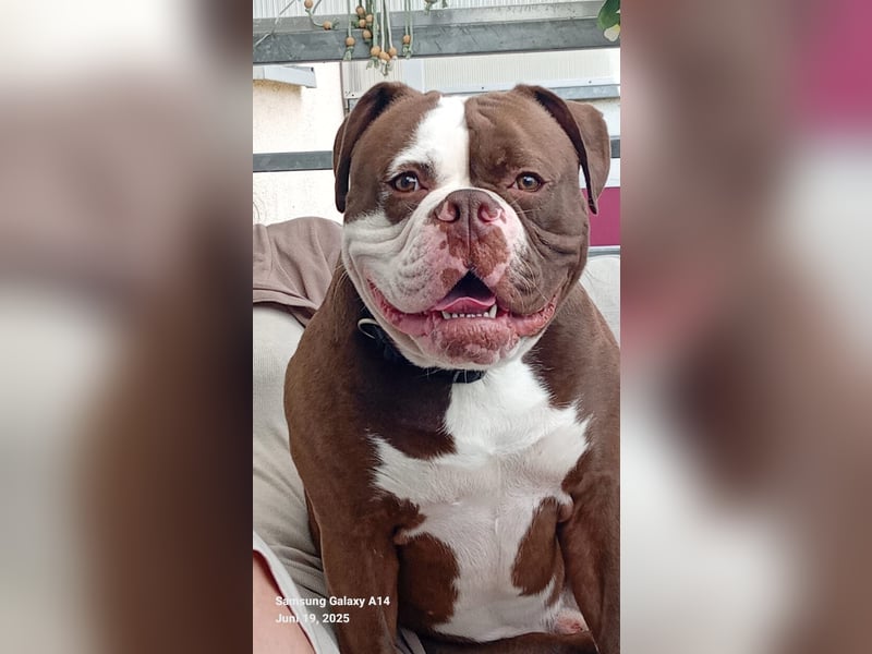 Spike sucht neues Zuhause