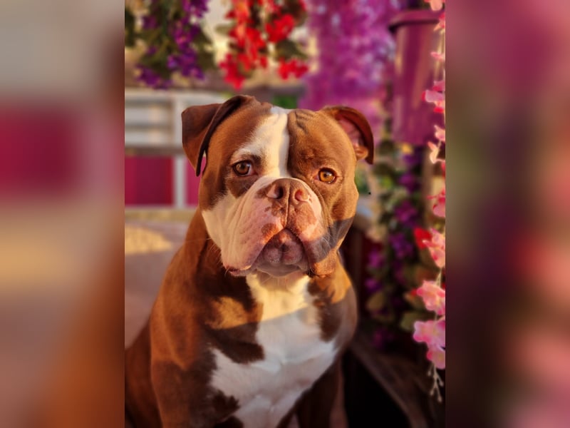 Spike sucht neues Zuhause