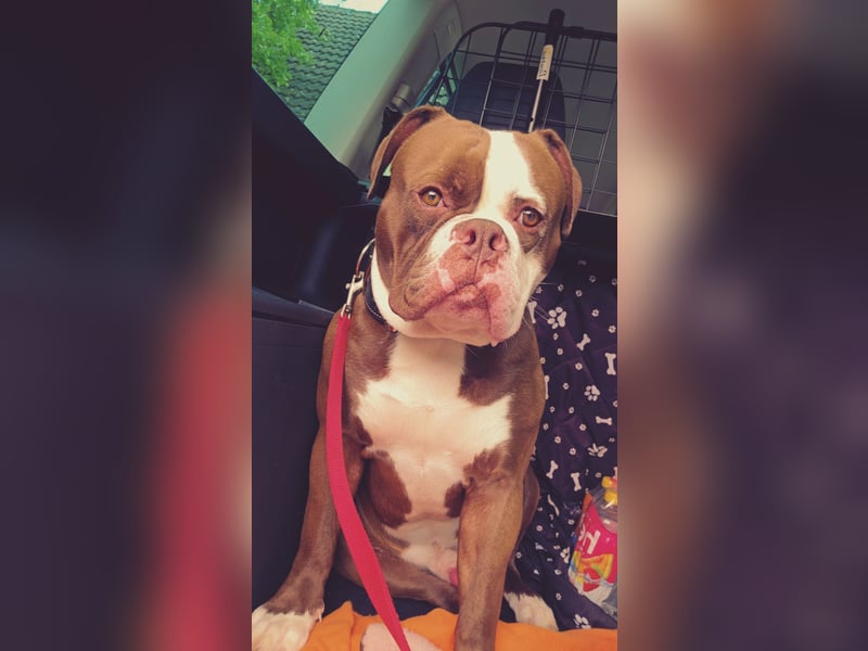 Spike sucht neues Zuhause